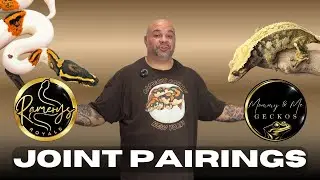 Joint Pairings in Ball Pythons: Smart Strategy or Risky Mistake? 🐍🔥#JointPairing #SnakeBreeding