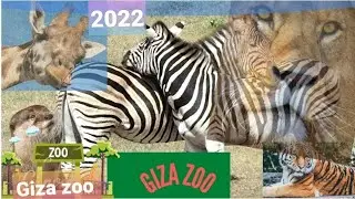 #giza zoo 2022 #trip #100k