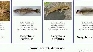 Fish, ordre Gobiiformes gobie benthophilus cryptocentrus tridentiger ponticola neogobius queue
