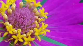 Lensa Okuler 10x Macro
