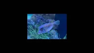 Boxfishes!📦🐟#boxfish #fish #aquarium #seaworld #florida #shorts #amusementpark #travel #sealife