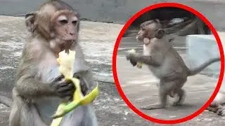 Sweet pea monkey, Sweet pea is afraid other monkey take food from him,baby monkey cry, TM #352