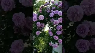 Beautiful Garden Rose flowers ..🌹 || #rosegarden #flowergarden #status #amazing
