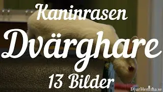 Kaninrasen Dv&auml;rghare - 13 Bilder