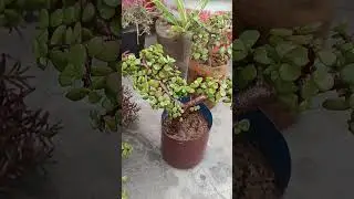 Bath time 😁☘️ #subscribe #ytshorts #shorts #comedy #funny #music #love #comedy #jadeplant #trending