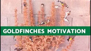 STIMULATION SINGING for GOLDFINCHES ✨BEST Motivation for GOLDFINCHES (10 Minutes)