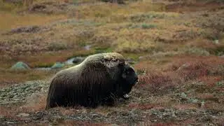 Moskus p&aring; Dovrefjell / Musk ox at Dovrefjell