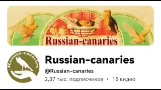 Singing Canary For Training, Canaries Song, canary Training, canaries, canary sings Birds 2024