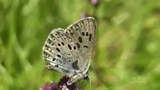 Large Blue. Maculinea arion