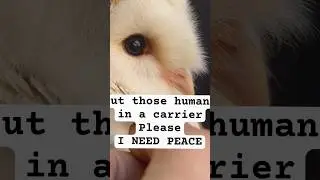 День145 попыток стать самой известной совой на YouTube💖🦉#деньсовы #переход #путешествие #мир #пут...