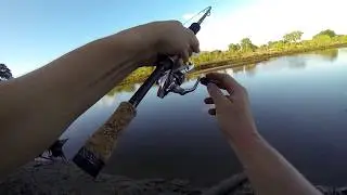 Townsville Fishing - 50cm Mangrove Jack in the Ross River