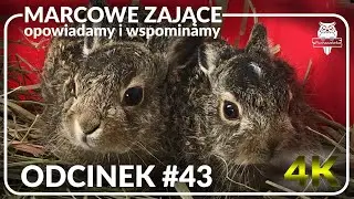 odcinek #43 - Zające... coraz wcześniej 🐰🐰🐰😉