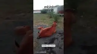राधे PADMA GAU SHALA || Gau SHALA vlogs video#cow#gaushala#animal#cowlover#trading#viralshort