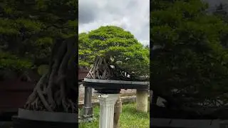 Bonsai Ficus KIMENG SUPER KAKEK SUGIONO Bersama Mr. Agung Pc