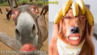 Must funny new comedy PEW DIE PIE  laugh out loud 2020 by sunnybob comedy