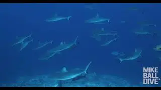 Coral Sea & Cod Hole Expedition 5 Night  | 7-12 November 2024