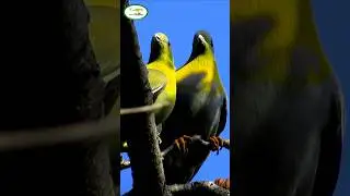 Lovey Dovey Couple| Yellow footed green pigeon|  #wildlife #bird #birding| Abhishek Ray #Sitabani