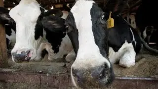 Device texts farmers about cows' health