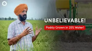How to Grow More Rice Using 75% Less Water | Roundglass Foundation