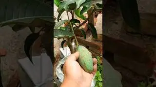Thai all time mango, perfect for roof garden #mango #roofgarden #Greenlovers #amitavasaha