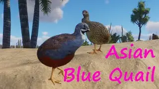 Asian Blue Quail by Lobry - Planet Zoo Mod