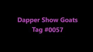 Dapper Show Goats Tag 0057