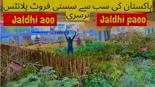 fruit plants nursery best wholsale price in karachi cheapest plants 🌱 