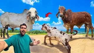 Suman Ki Bachadi Ka FATHER BULL KON🐂😱