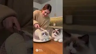 Cat&rsquo;s Street Mishap! The trap snaps inches from danger