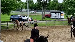 Nic and Frosty in Class 70 - Adult Hunt Set Equitation @ RWB on May 24, 2025 @ Canfield Fairgrounds