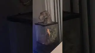 Gorgo The Gecko!