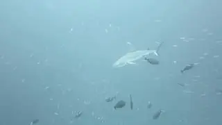 Grey Reef Shark, Raja Ampat