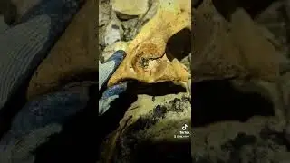 Bones in a cave
