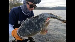Glidebaiting BIG Dusky Flathead - Molix 178- South Coast NSW
