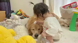 掃除にハマった1歳児とひたすら頭を拭かれ続けるも無を突き通すゴールデンレトリバー
