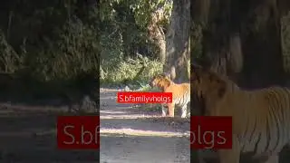 Royal begel Tiger in manas national parks #manasnationalpark #animals #tiger #wildanimals