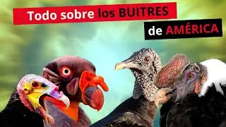 ❗♻️Todo lo que necesitabas saber sobre buitres🦅