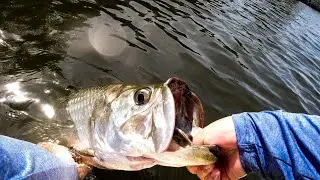I Always Catch Live Mullet for THIS Reason (Inshore Grand Slam)