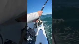Леска горит 🔥 у берега, где бушует PENN Authority 🌊 #PENNFishing #YouTubeShorts #FishingReel