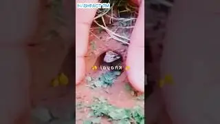 😱 OMG , Trying to Catch a Live Snake 🐍🐍😮 ☠️☠️ #shortfeed #viralvideo #shortvideo #HASHFACT7M