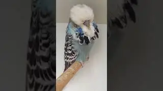Hongromo Birds