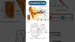 human ear diagram #shorts #biology #humanear