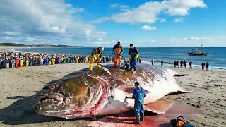 How Fishermen Earn $5 Million in 24H Catching Giant Halibut &ndash; Deep Sea Longline Fishing Documentary