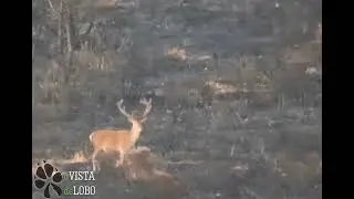 La vida vuelve tras el incendio de la Sierra de la Culebra.