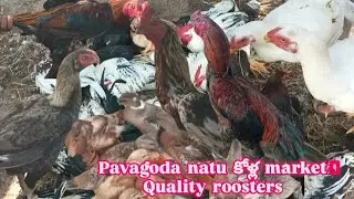 13-10-2025 సోమవారం pavagoda naatu Market ఆలాగే జాతి కోళ్ల market top quality kollu అందుబాటు ధరలో 
