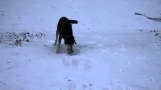 Piper's frozen toy rescue