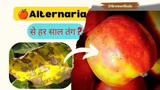 Alternaria Leaf Spot in Apple Treatment 🍎 | Causes | Apple Leaf Diseases