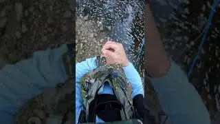 The holy grail: Native Brook trout.Credit flyfishdelawhere #flyfishing.mp4
