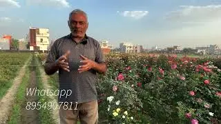 परिपक्व गुलाब के पौधों के लाभ | Benefits of Mature Rose Plants | रोहित टंडन के साथ प्रश्नोत्तरी