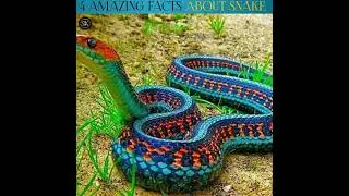 4 AMAZING FACTS ABOUT SNAKE #ytshorts #like #subscribe #comment #fact #snake #sk com world